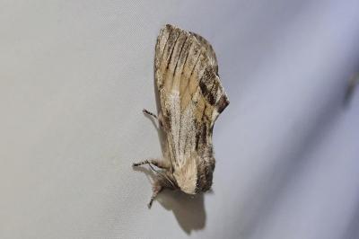 <i>Harpyia milhauseri</i>