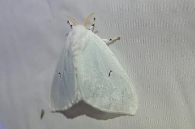 <i>Arctornis l-nigrum</i>