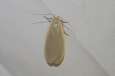 <i>Collita griseola</i>