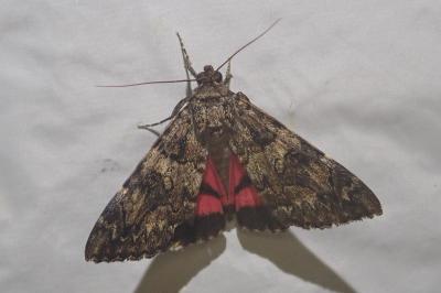 <i>Catocala coniuncta</i>