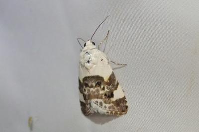 <i>Acontia lucida</i>