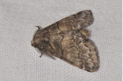 <i>Gluphisia crenata</i>