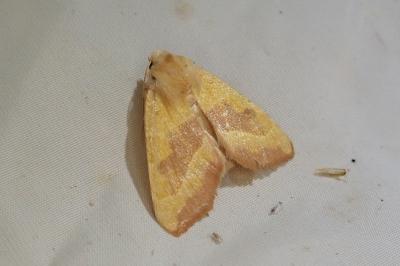 <i>Atethmia centrago</i>