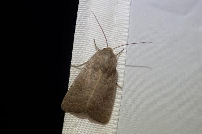 <i>Hoplodrina blanda</i>