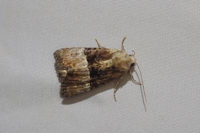 <i>Mesoligia furuncula</i>