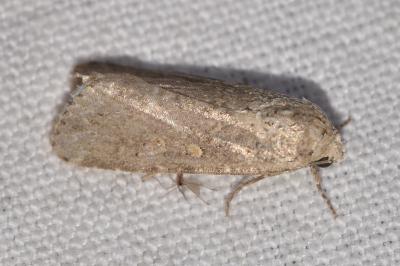 <i>Spodoptera exigua</i>