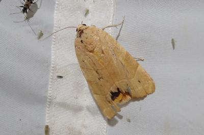 <i>Noctua fimbriata</i>