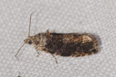 <i>Eudemis profundana</i>