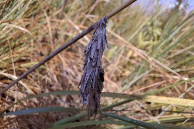 <i>Canephora hirsuta</i>