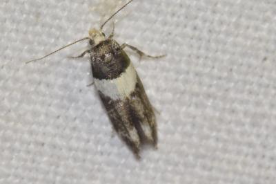 <i>Recurvaria leucatella</i>