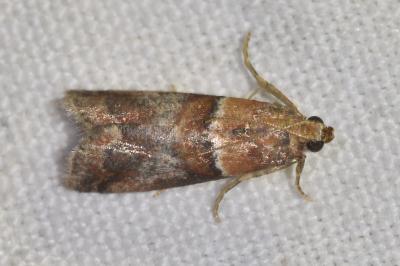 <i>Acrobasis repandana</i>