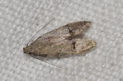 <i>Teleiodes vulgella</i>