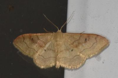 <i>Idaea rubraria</i>