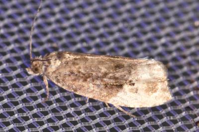 <i>Hedya nubiferana</i>