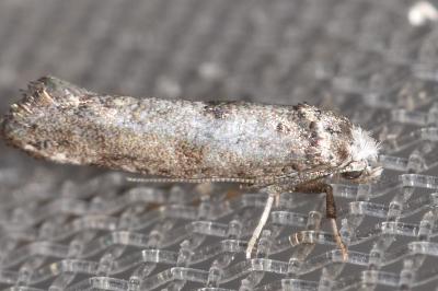 <i>Paraswammerdamia albicapitella</i>