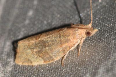 <i>Pandemis cerasana</i>