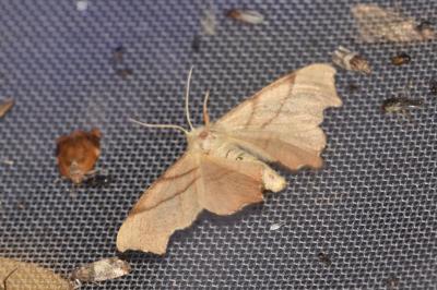 <i>Ennomos erosaria</i>