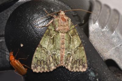 <i>Polyphaenis sericata</i>