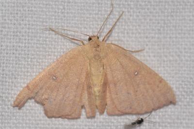 <i>Cyclophora puppillaria</i>