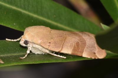 <i>Noctua fimbriata</i>