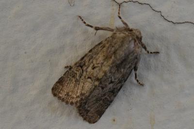 <i>Luperina testacea</i>