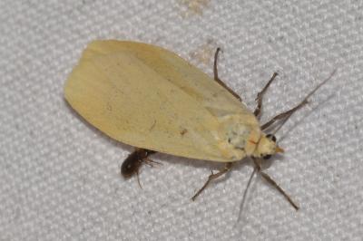 <i>Wittia sororcula</i>