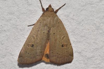 <i>Noctua comes</i>