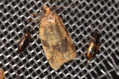 <i>Epagoge grotiana</i>