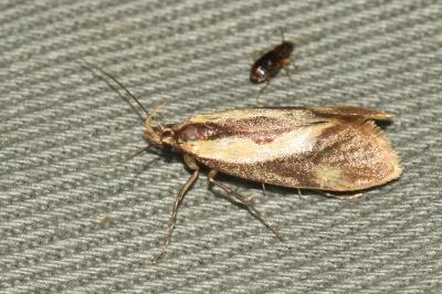 <i>Harpella forficella</i>