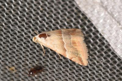 <i>Eublemma parva</i>