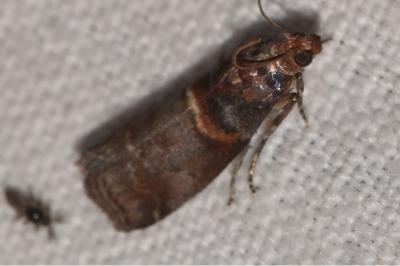 <i>Acrobasis advenella</i>