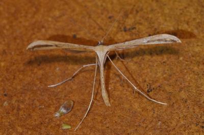 <i>Emmelina argoteles/monodactyla</i>