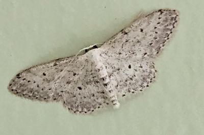 <i>Idaea seriata</i>