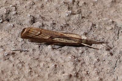 <i>Agriphila geniculea</i>