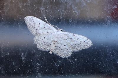 <i>Idaea seriata</i>