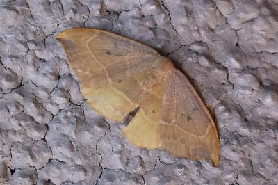<i>Watsonalla binaria</i>