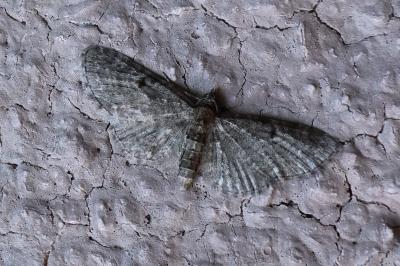 <i>Eupithecia virgaureata</i>