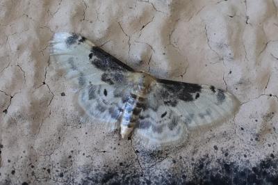 <i>Idaea filicata</i>