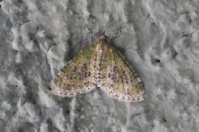 <i>Acasis viretata</i>