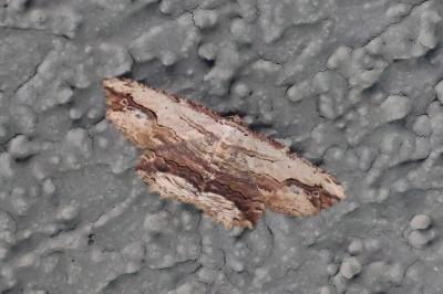 <i>Menophra abruptaria</i>