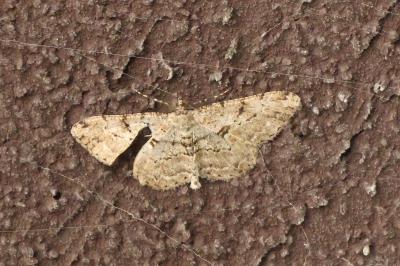 <i>Peribatodes rhomboidaria</i>