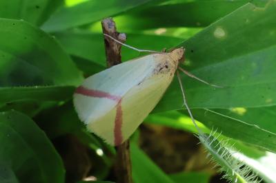 <i>Rhodometra sacraria</i>
