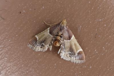 <i>Pyralis farinalis</i>