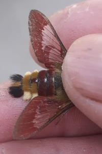 <i>Hemaris fuciformis</i>