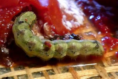 <i>Helicoverpa armigera</i>