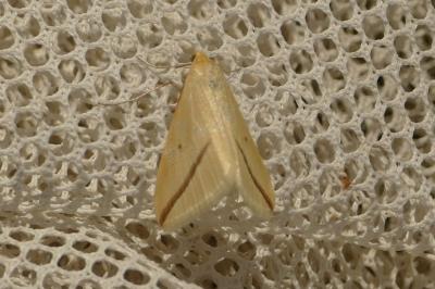 <i>Rhodometra sacraria</i>