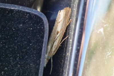 <i>Agriphila geniculea</i>