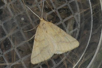 <i>Aspitates ochrearia</i>