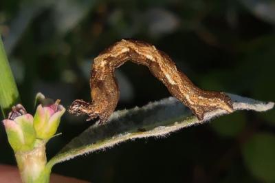 <i>Timandra comae</i>