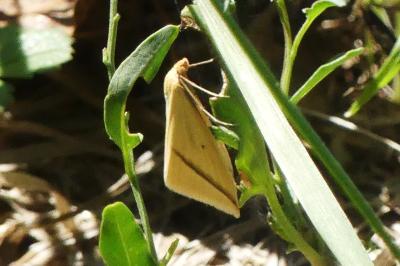 <i>Rhodometra sacraria</i>